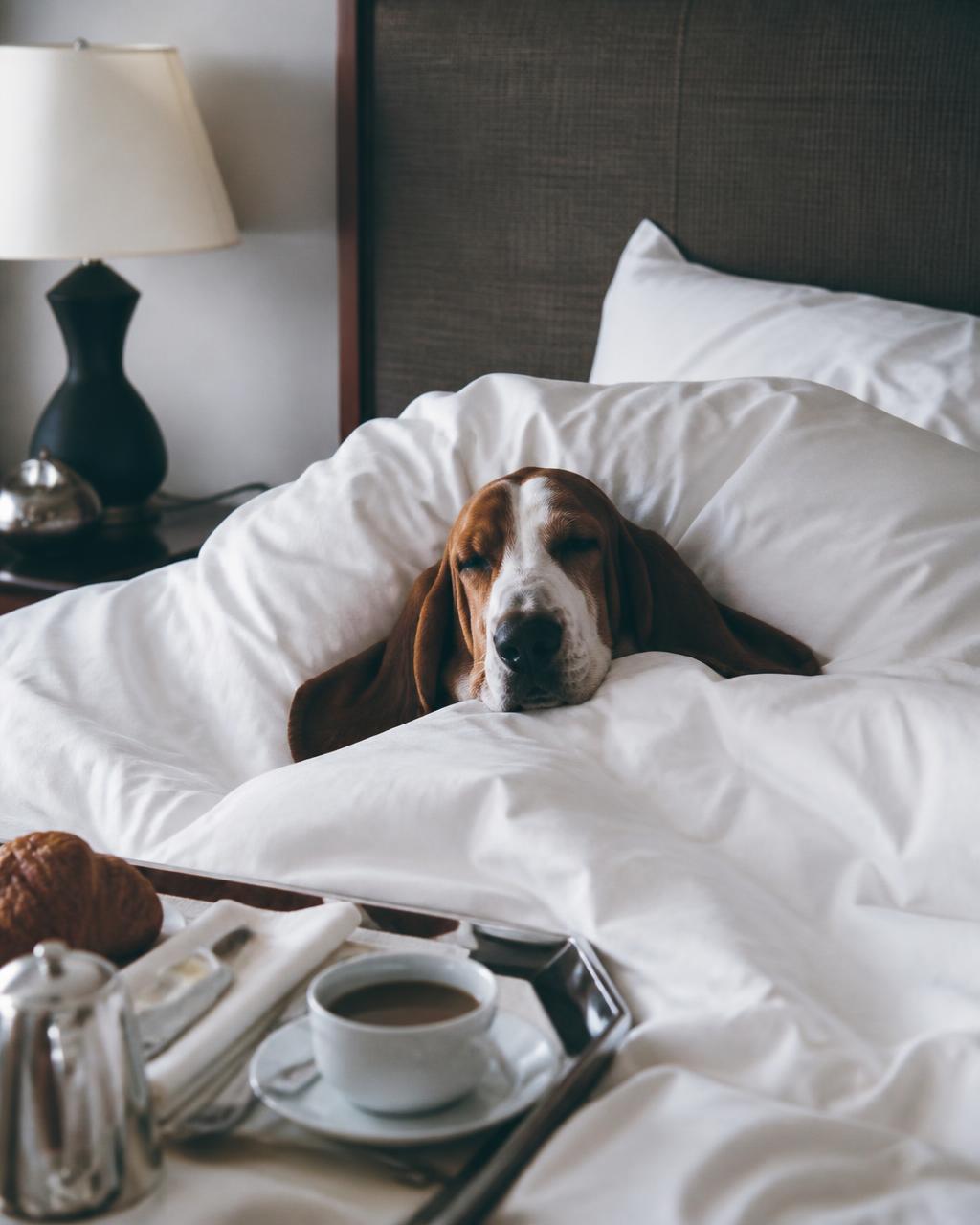 Basset hound tucked into a luxury hotel bed beside breakfast