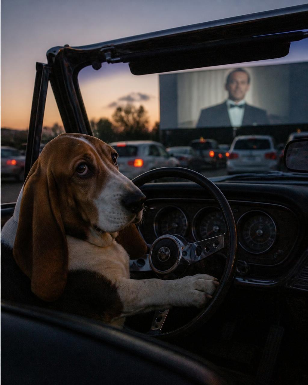 Basset hound sitting at the wheel of a convertible at a drive-in movie